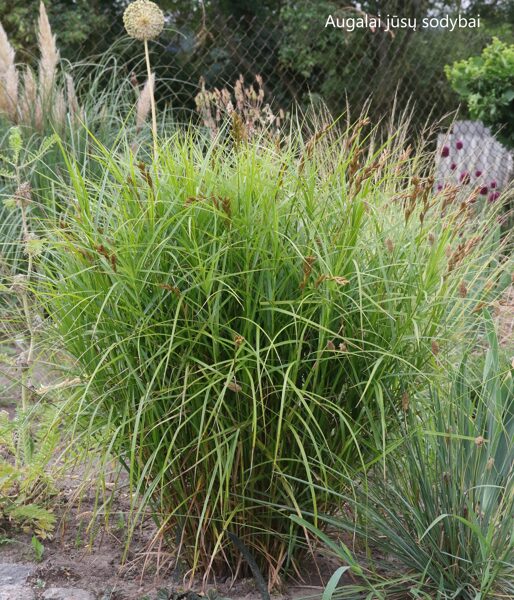 Palminė viksva (Carex muskingumensis) 