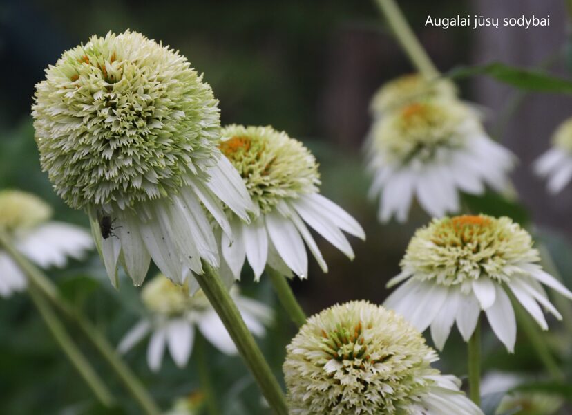 Ežiuolė (Echinacea) 'Milkshake'