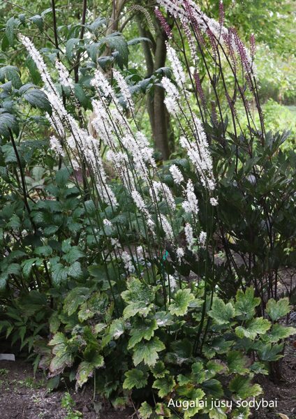 Blakėžudė (Cimcifuga japonica var. acerina)