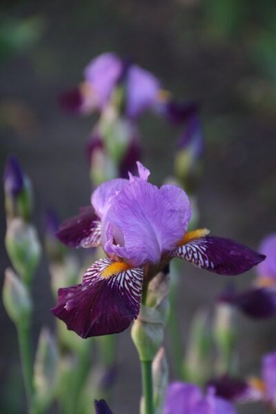 Vilkdalgis (Iris) 'Purple Study'