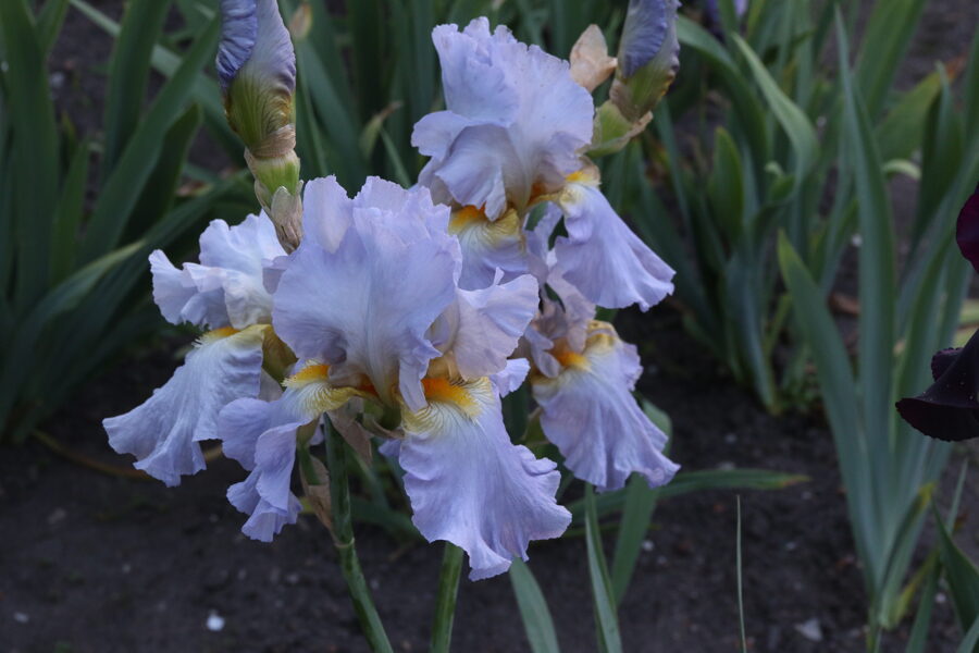 Vilkdalgis (Iris) 'Khmurnoe Utro'