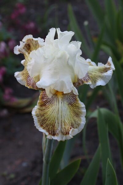 Vilkdalgis (Iris) 'Spring Madness'