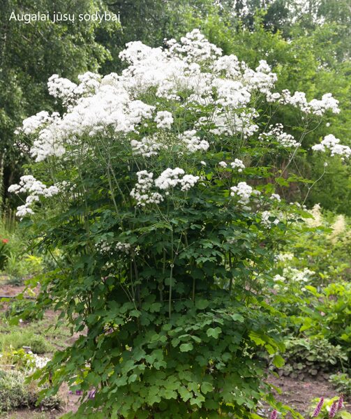 Vingiris sinavadalapis (Thalictrum aquilegifolium) 'White Cloud'