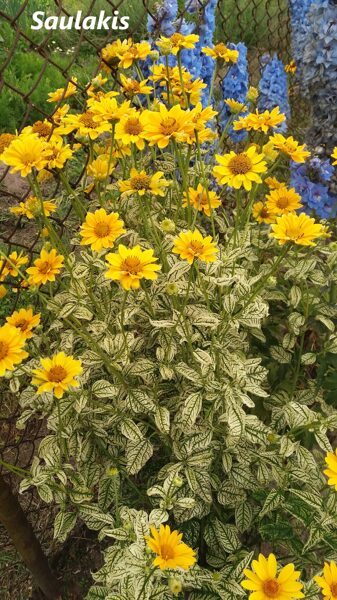 Šiurkštusis saulakis (Heliopsis helianthoides) 'Loraine Sunshine'