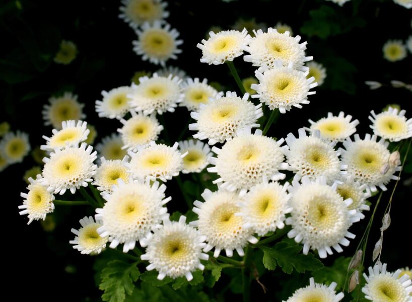 Skaistenis (Tanacetum parthenium) 'Selma Star'