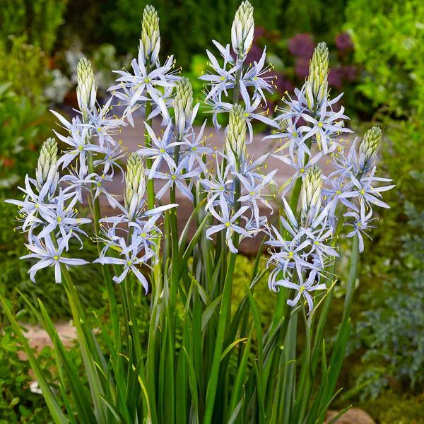 Kamasija (Camassia cusickii) 