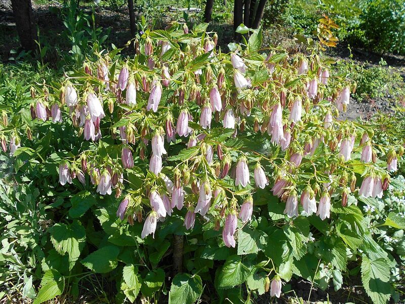 Taškuotasis katilėlis (Campanula punctata)