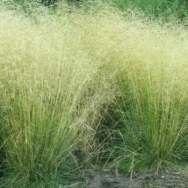 Kupstinė šluotsmilgė (Deschampsia caespetosa) 'Tautrager'