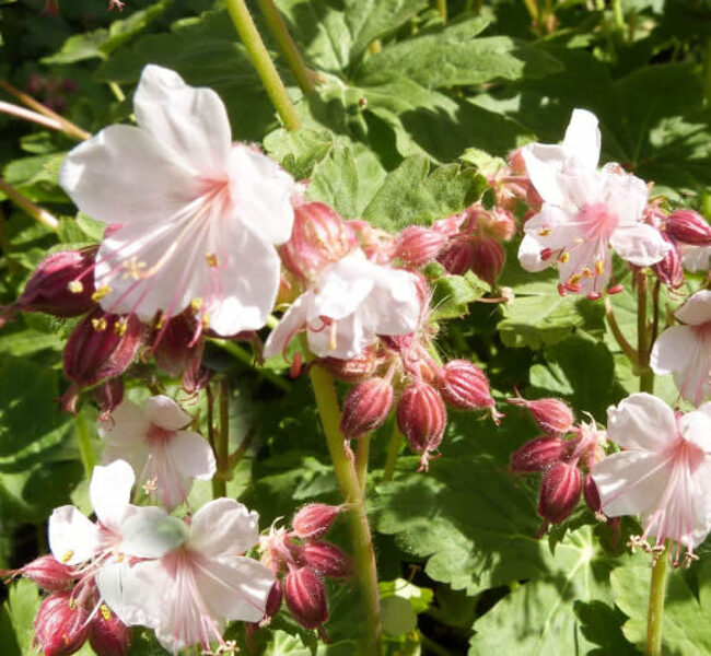 Stambiašaknis snaputis (Geranium macrorrhizum) 'Spessart'