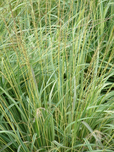 Melvenė melsvoji (Molinia caerulea) 'Claerwen'