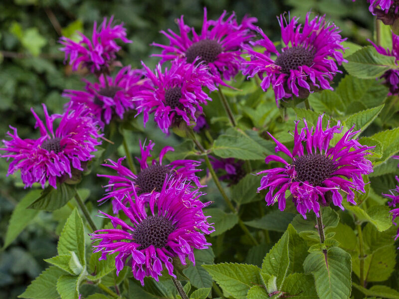 Monarda (Monarda didyma) 'Bee Free'