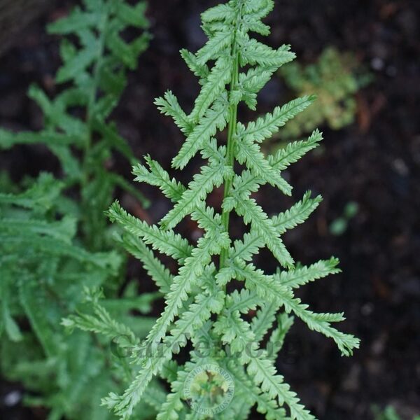 Blužniapapartis (Athyrium filix famina) 'Dre's Dagger'