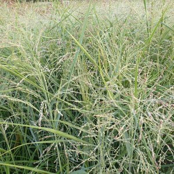 Rykštėtoji sora  (Panicum virgatum) ‘Stafa'