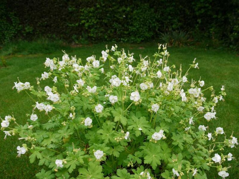 Stambiašaknis snaputis (Geranium macrorrhizum) 'White Ness'