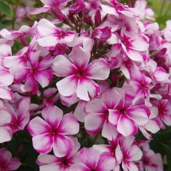 Šluotelinis flioksas (phlox paniculata) 'Neon Flare'