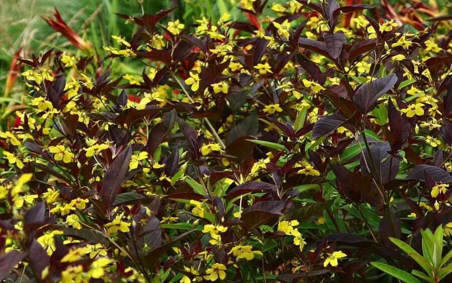 Šilingė tamsialapė (Lysimachia ciliata) 'Firecracker'