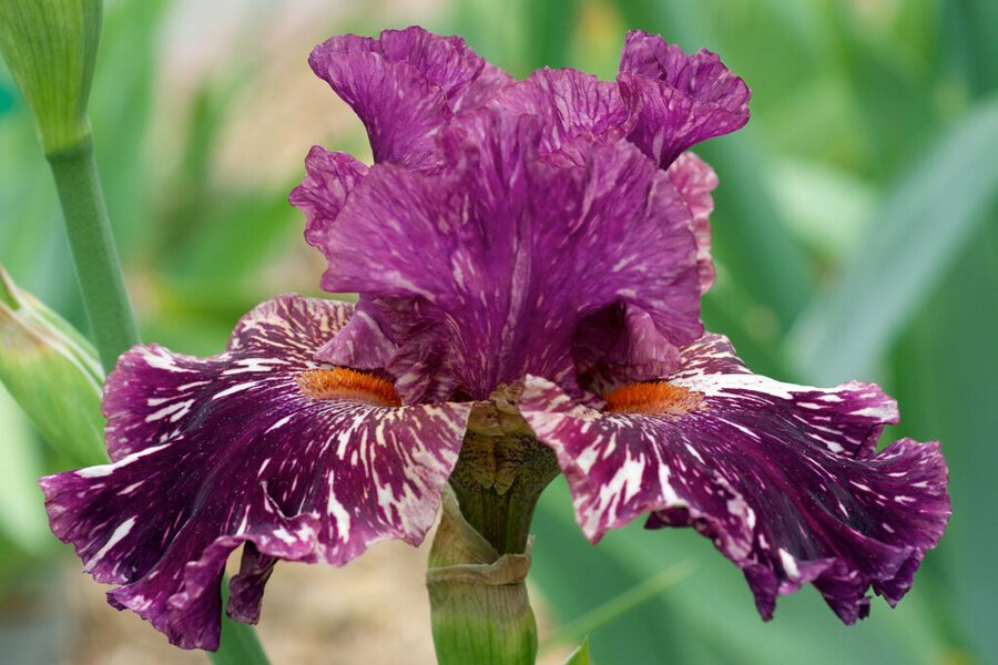 Vilkdalgis (Iris) 'Peekaboo Zebu'