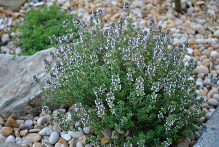 Vaistinis čiobrelis (Thymus vulgaris) ‘Precompa'