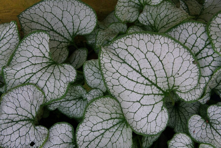 Brunera stambialapė (Brunnera macrophylla) 'Silver Spear'