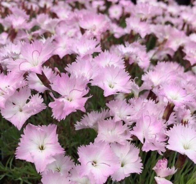 Gvazdikas (Dianthus) 'Whatfield Wisp'