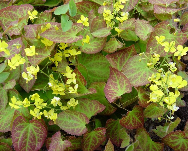 Epimedis (Epimedium perralderianum)