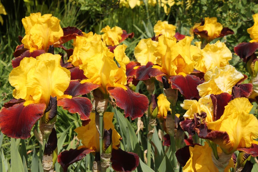 Vilkdalgis (Iris) 'Andalou'
