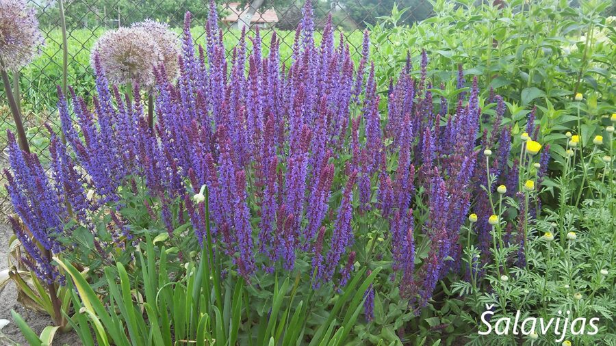 Gojinis šalavijas (Salvia nemorosa) b.p.