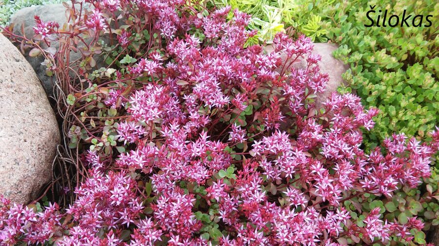 Kaukazinis šilokas (Sedum spurium) nr.2