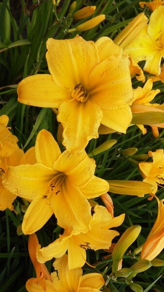 Viendienė (Hemerocallis) nr.10