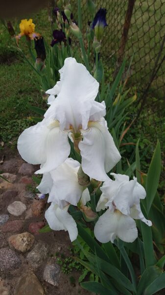 Vilkdalgis (Iris) nr.4