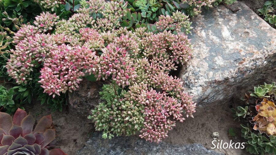 Šilokas (Sedum tatarinowii, syn. hylotelephium tatarinowii)