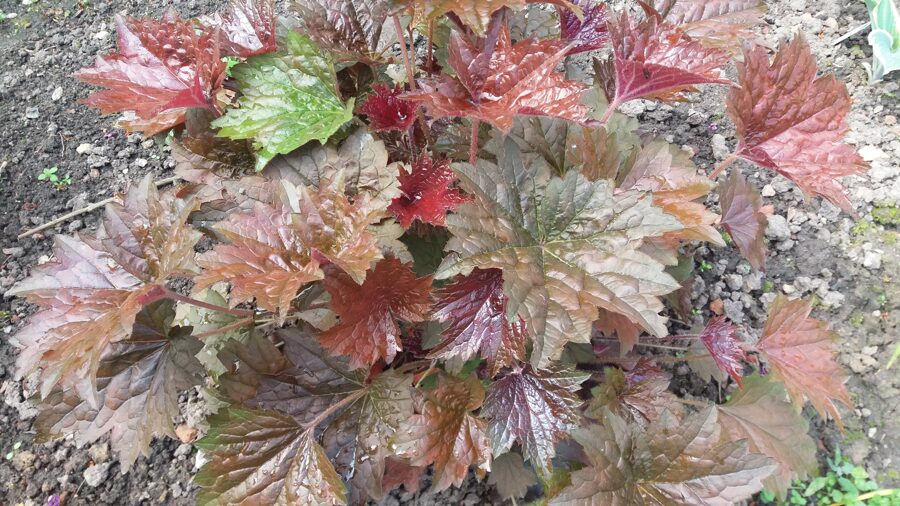 Alūnė (Heuchera villosa) 'Palace Purple'