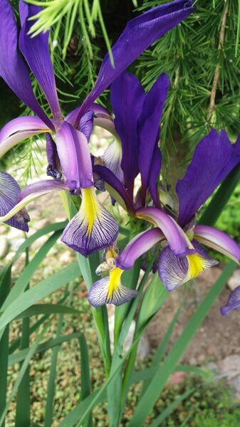 Vilkdalgis (Iris spuria) 'Farolito'  [1]