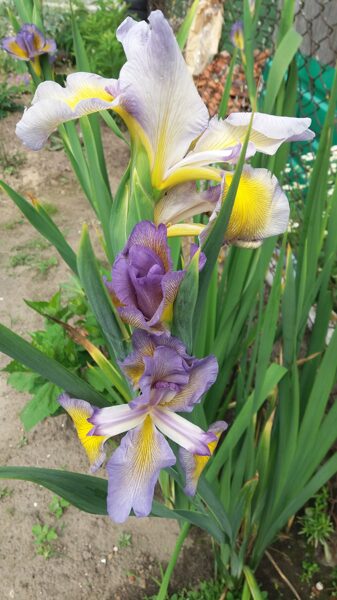 Vilkdalgis (Iris spuria) nr.2