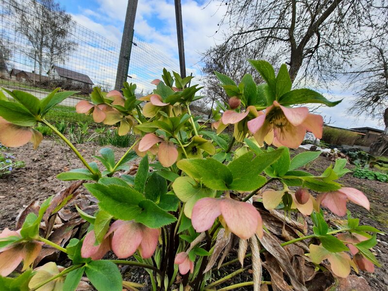 Eleboras rausvažiedis (helleborus purpurascens)
