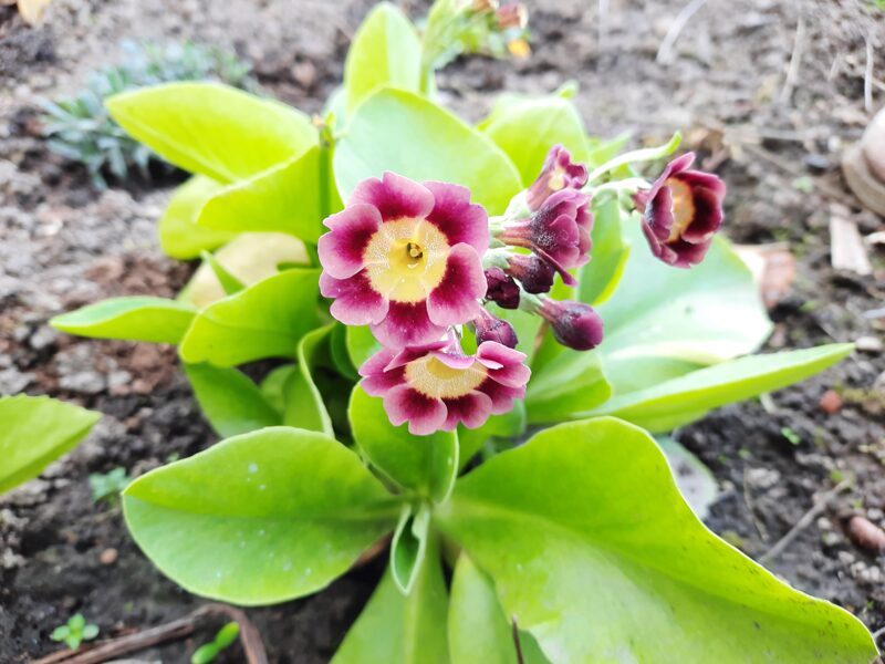 Raktažolė (Primula auricula) nr.9