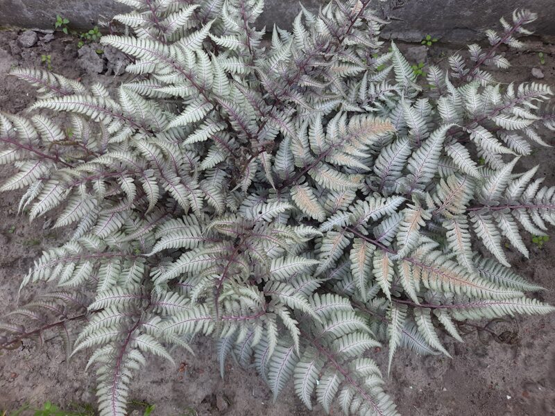 Japoninis blužniapapartis (Anthyrium niponicum) 'Silver Falls'