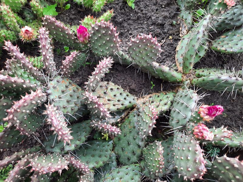  Kaktusas lauko (Opuntia) nr.4