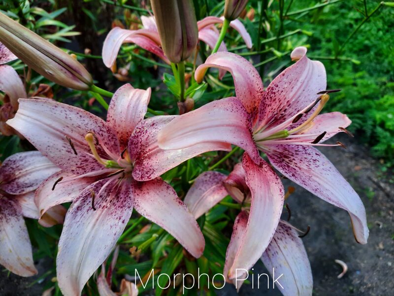 Lelija (Lilium) 'Morpho Pink'