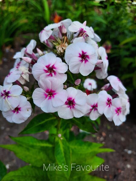 Šluotelinis flioksas (Phlox paniculata) 'Mike's Favourite'