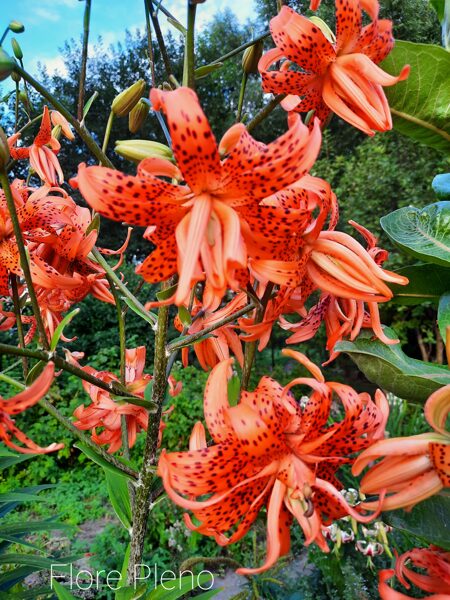 Lelija (Lilium) 'Flore Pleno'