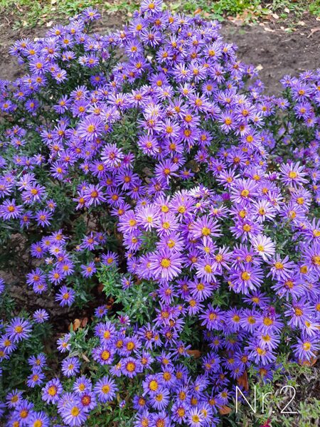 Astras (Aster) nr.2