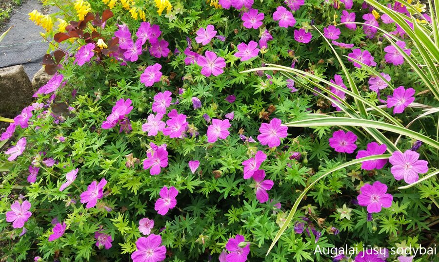 Raudonžiedis snaputis (Geranium sanguineum) 'Compactum'