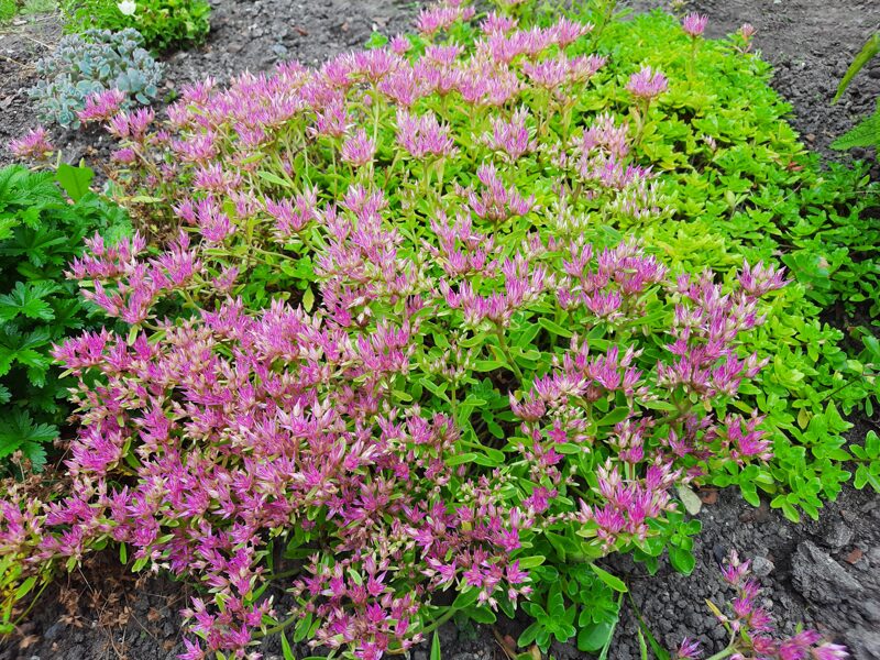 Kaukazinis šilokas (Sedum spurium) nr.1