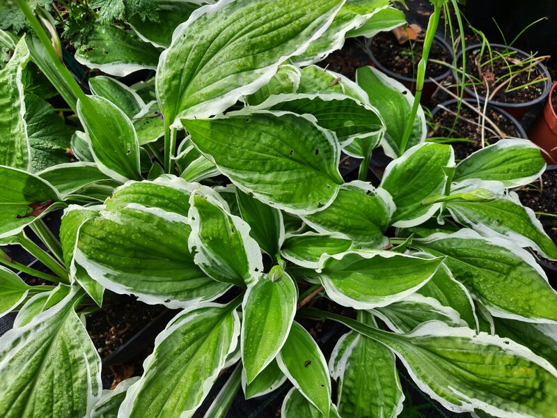 Melsvė (Hosta) nr.1