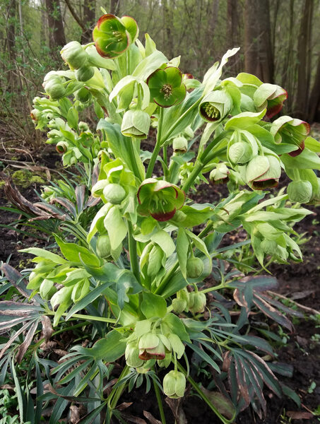 Dvokiantysis eleboras (Helleborus foetidus) 'Wester Flisk'