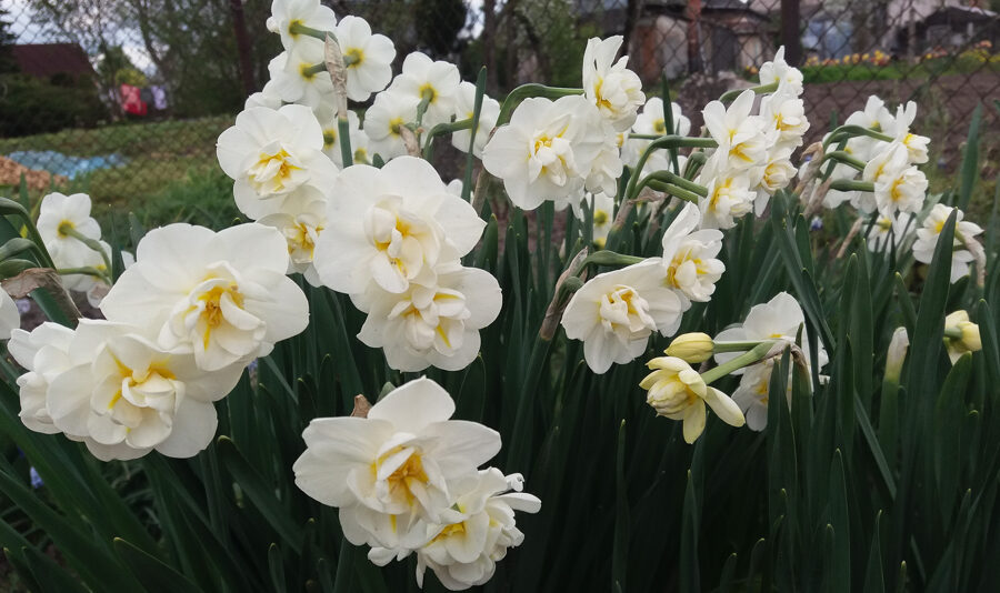 Narcizas (Narcissus) 