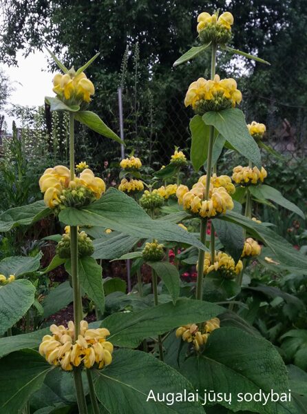 Gumbenė  (Phlomis russeliana)