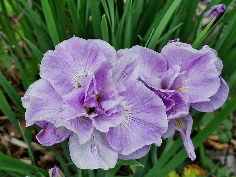 Sibirinis vilkdalgis (Iris sibirica) 'Rigamarole'