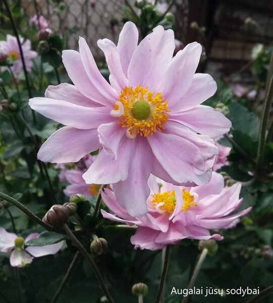 Plukė (Anemone x hybrida) 'Monte Rose'